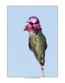 5744 annas hummingbird